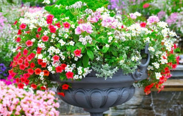 Tanaman Hias dalam Pot Keramik Berwarna